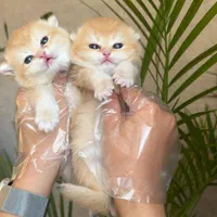 بچه گربه های اشرافی مجموعه ایران کتز