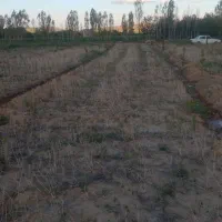 زمین باغی ، درختکاری هزار متر