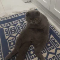 واگذاری گربه رایگان