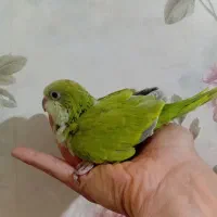 جوجه راهب پسته ی سرلاکی دستی