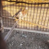 کفتر