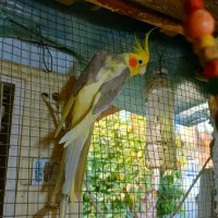 عروس هلندی نر