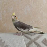 عروس هلندی دستی خاص با قفس و لوازم کامل
