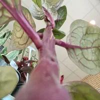 گل لوبیای سحرآمیز