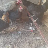 مرغ