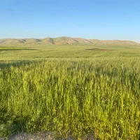 فروش کاه