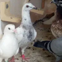 کفتر خال چپ