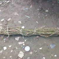 ریشه آویزان