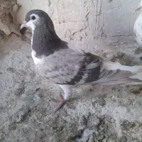 شیرسبز