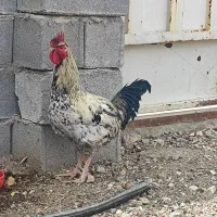 خروس