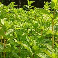 نعناع محلی/بدون کود و کاملا ارگانیک