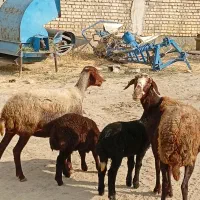 میش بره جوان
