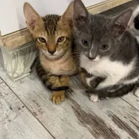 واگذاری بچه گربه همراه مادرش
