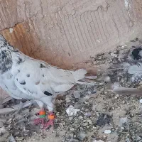 زاغ وسرور