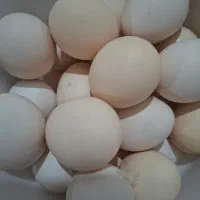 تخم مرغ محلی