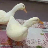 دوتا اردک سرحال و شیطون