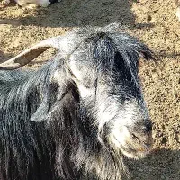 بز سرحال