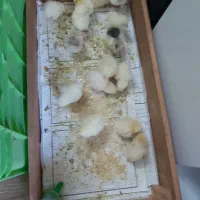 جوجه مرغ و خروس برهما و لاری و گلین
