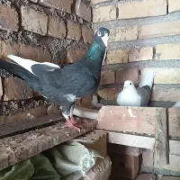 کفتر‌قره‌مینا‌نر‌‌‌‌ماده‌جلک