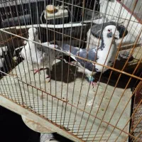 کفتر|پرنده|فسا, |دیوار