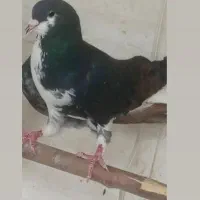 کفتر