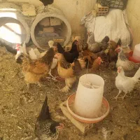 انواع مرغ