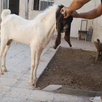 بز گلابی نز بز گلابی پاکستانی