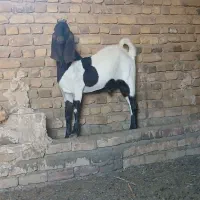 بزغاله نرکل پاکستانی