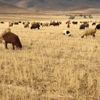 میش داشتی