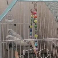 جوجه مرغ عشق رینبو باقفس و لوازم