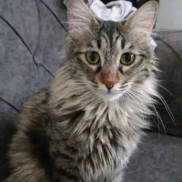 گربه|حیوانات|مشهد, فاطمیه|دیوار