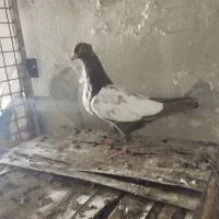 صید  جوجه سینه مشکی دوکت پولکی دم سفید کاکلی