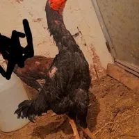 خروس لاری پرمرغی