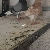 کبوتر شازده