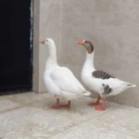 غاز نرو ماده