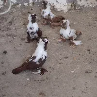 فروش فوری