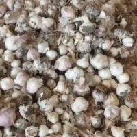 سیرتازه|خوردنی و آشامیدنی|زهک, |دیوار