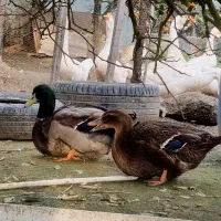 جوجه اردک روئن و مسکویی نقره ای و طوسی و شکلاتی