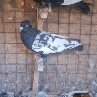 کفتر سینه سیاه