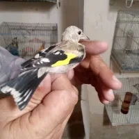 جوجه سهره
