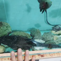 لجن خوار