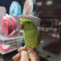 جوجه ملنگو نر فندق سخنگو رام سلامت چشم درشت باهوش