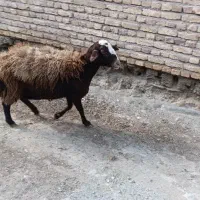 قربانی