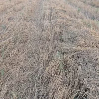 زمین کشاورزی