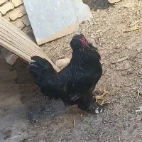 خروس سیاه