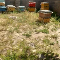 زنبور عسل طبیعی
