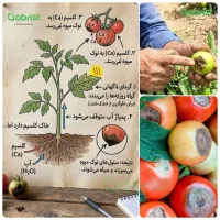 کارشناسی رایگان کشاورزی و باغداری