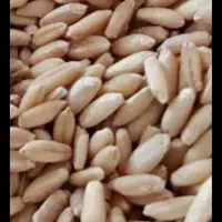 فروش گندم