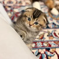 بچه گربه اسکاتیش بلک گلد