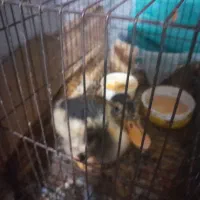 جوجه اردک یک ماهه